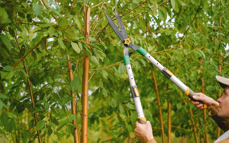 Tree trimming in Brussels, WI