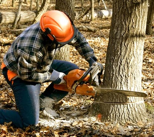 Tree Removal in Brussels, WI